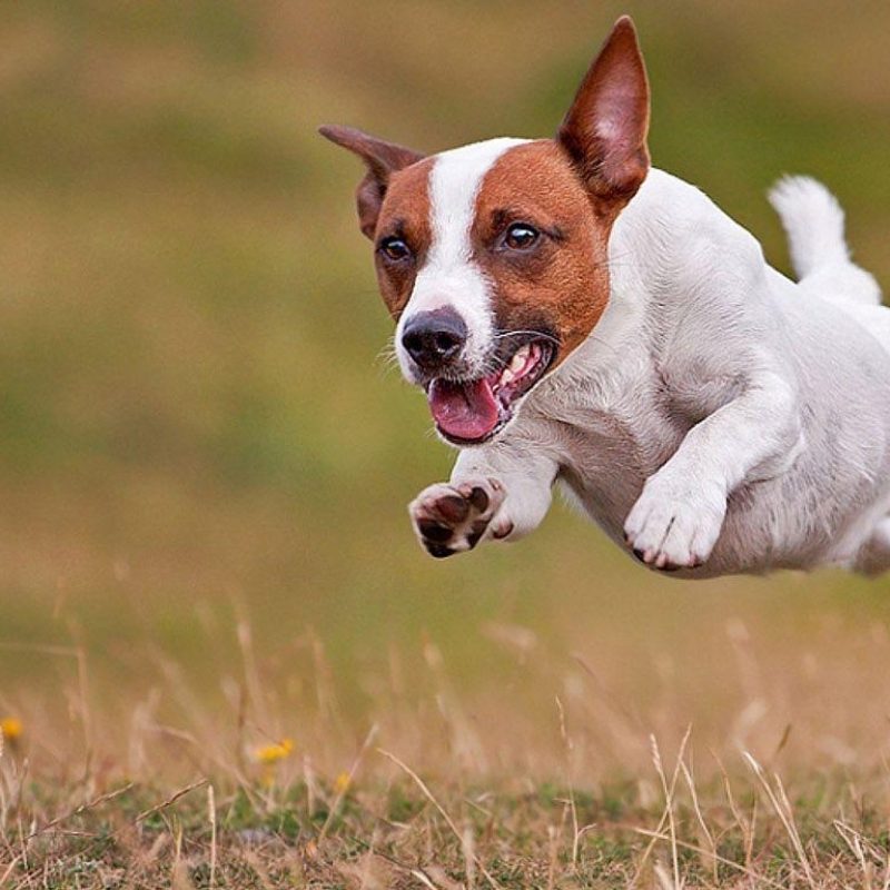 10 Most Popular Jack Russell Terrier Wallpapers FULL HD 1080p For PC Background 2022 free download jack russell terrier wallpapers wallpaper cave 800x800