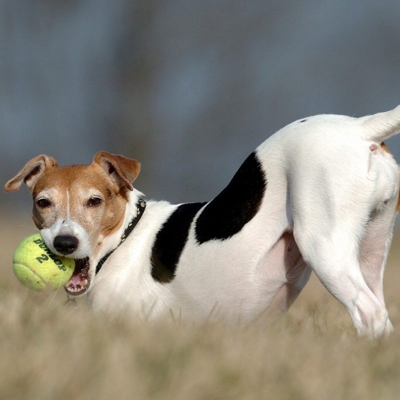 10 Most Popular Jack Russell Terrier Wallpapers FULL HD 1080p For PC Background 2022 free download jack russell terrier with a ball photo and wallpaper beautiful jack 800x800