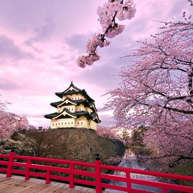 10 Most Popular Traditional Japanese Cherry Blossom Art Wallpaper FULL HD 1920×1080 For PC Desktop 2023 free download japan sakura wallpapers iphone flower wallpaper hd wallpapers 800x800