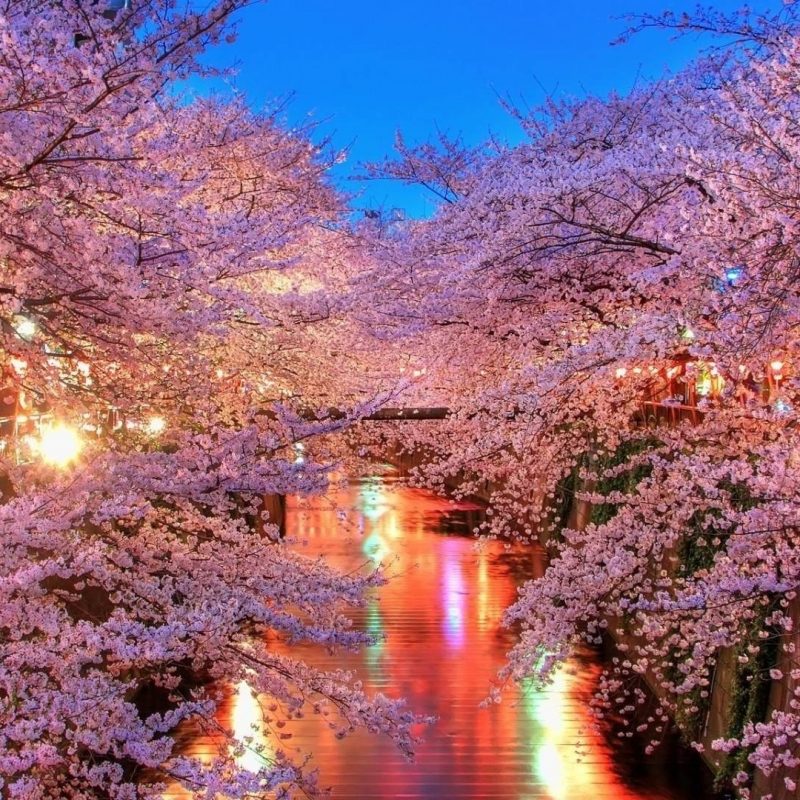 10 Best Japanese Cherry Blossom Wallpaper Hd FULL HD 1920×1080 For PC Desktop 2023 free download japanese cherry blossom wallpaper 1920x1080 59 images 800x800