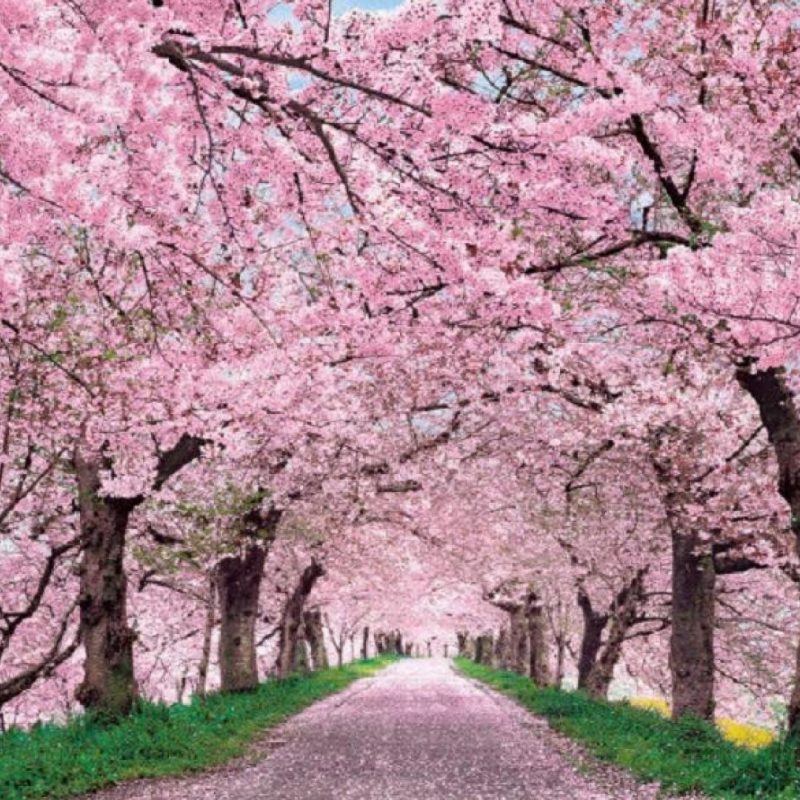 10 Latest Japan Cherry Blossom Wallpaper Hd Full Hd 1080p