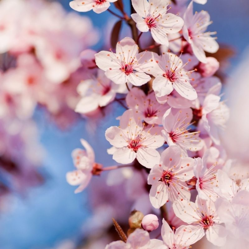 10 New Cherry Blossom Hd Wallpaper FULL HD 1080p For PC Desktop 2023 free download japanese cherry tree sakura images cherry blossom hd wallpaper 1 800x800