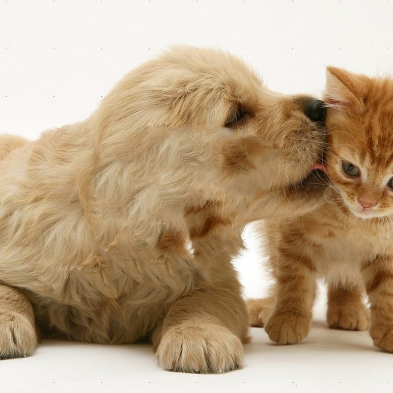 10 New Cute Kitten And Puppy Pictures FULL HD 1080p For PC Desktop 2022 free download kitten and puppy love to play and cuddle youtube 800x800