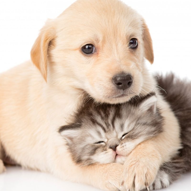 10 Latest Cute Dog And Cat Wallpaper FULL HD 1920×1080 For PC Background 2022 free download kitten puppy sleep cat cute couple white animal funny dog cats 800x800