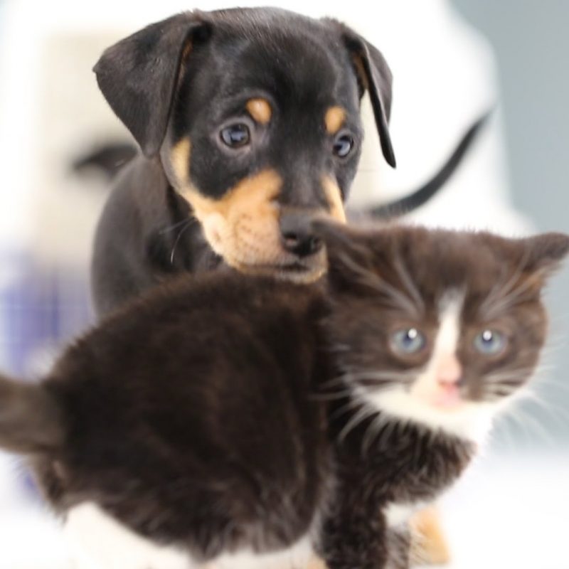 10 New Cute Kitten And Puppy Pictures FULL HD 1080p For PC Desktop 2022 free download kittens meet puppies for the first time youtube 2 800x800