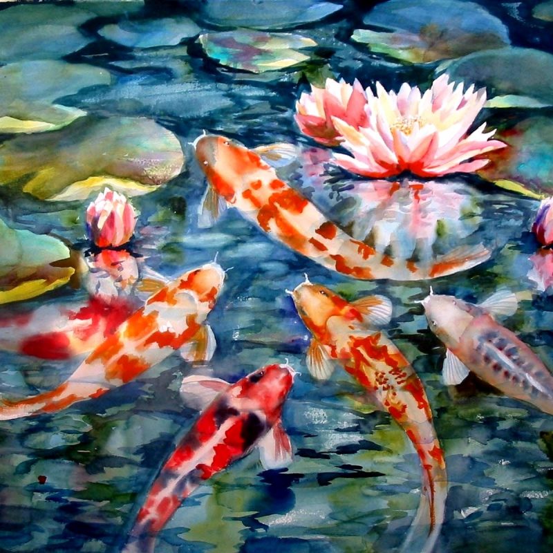 10 Most Popular Koi Fish Wallpaper Hd FULL HD 1080p For PC Background 2024 free download koi fish wallpaper high resolution hd desktop wallpaper instagram 800x800