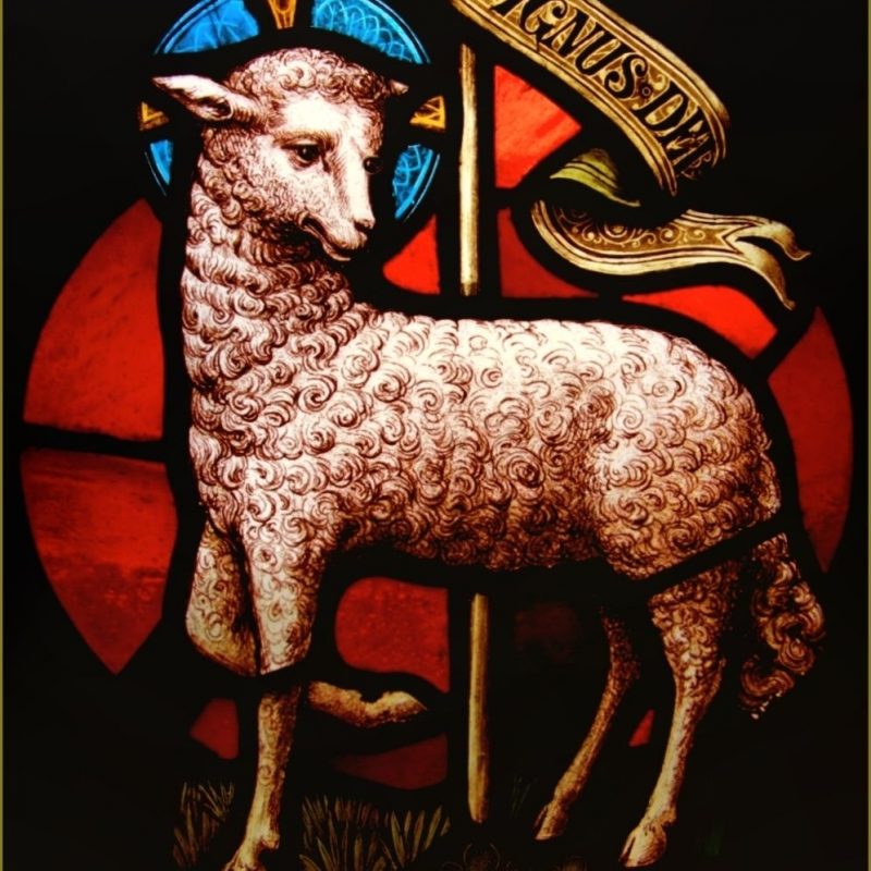 10 Latest Lamb Of God Images FULL HD 1920×1080 For PC Background 2022 free download lamb of god lamb of god pinterest agneau de dieu agneau et le 800x800