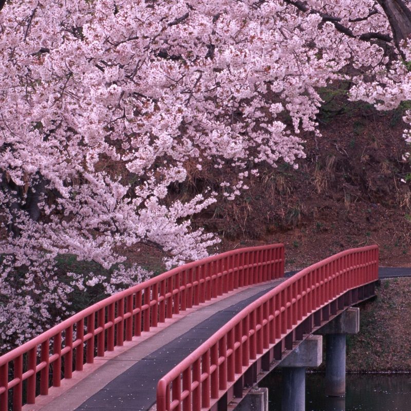 10 Best Japanese Cherry Blossom Wallpaper Hd FULL HD 1920×1080 For PC Desktop 2023 free download landscapes cherry blossoms flowers bridges fresh new hd wallpaper 800x800