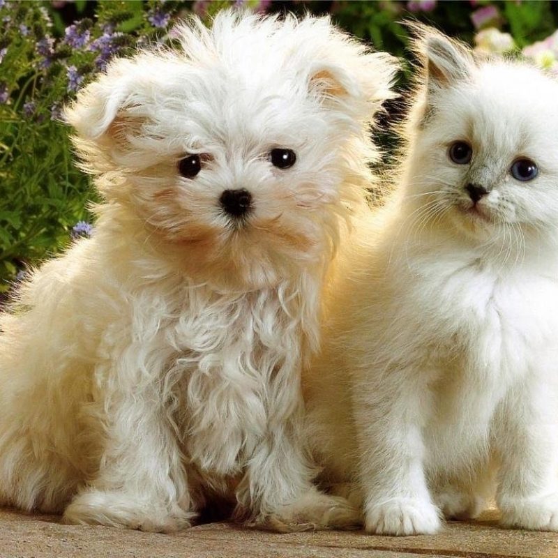 10 New Cute Kitten And Puppy Pictures FULL HD 1080p For PC Desktop 2022 free download latest funny pictures kittens and puppies 800x800