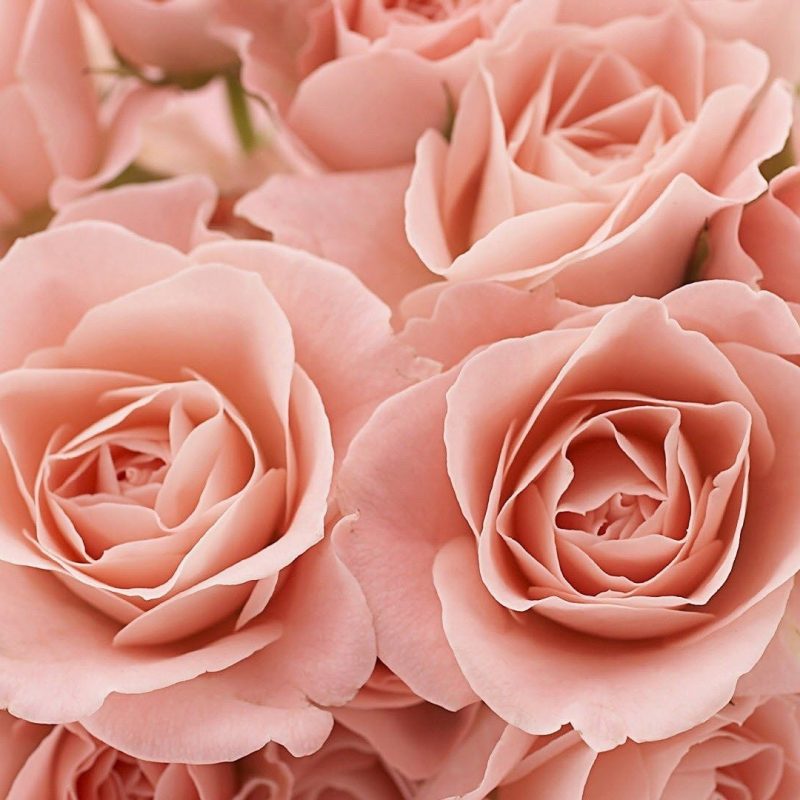 10 Most Popular Pink Rose Desktop Wallpaper FULL HD 1080p For PC Background 2022 free download light pink roses background tumblr light pink roses tumblr 1 800x800