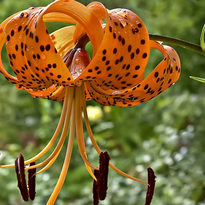 10 Latest Show Me A Picture Of A Tiger Lily FULL HD 1920×1080 For PC Background 2022 free download lily poisoning in dogs symptoms causes diagnosis treatment 1 800x800