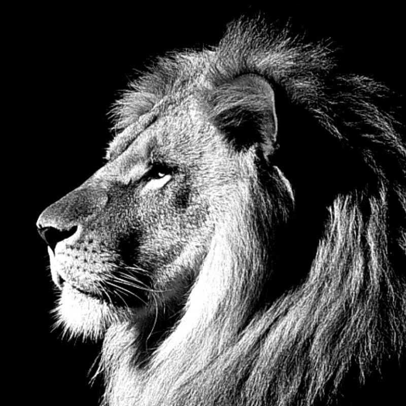 10 Most Popular Black And White Lion Background FULL HD 1080p For PC Desktop 2022 free download lion black and white cool backgrounds wallpapers 6369 amazing 800x800
