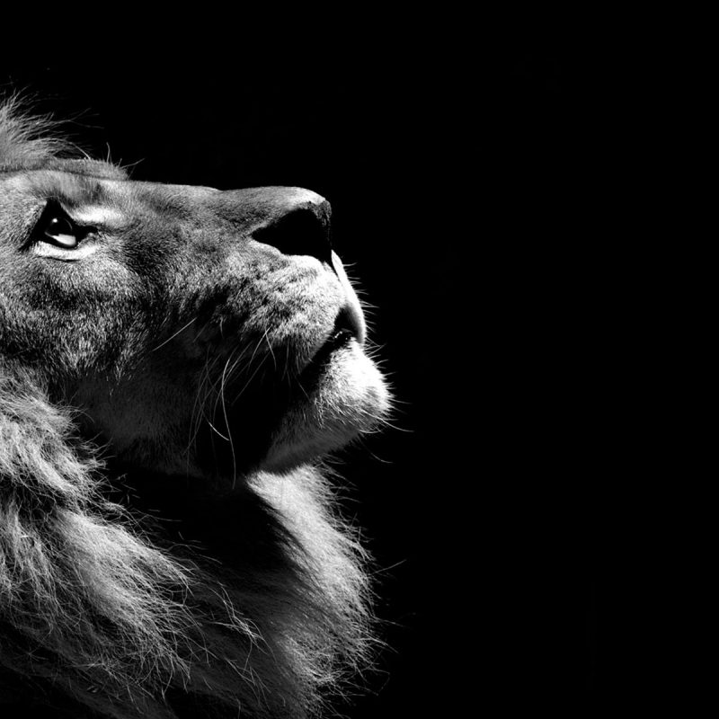 10 Latest Lion Desktop Wallpaper Hd FULL HD 1080p For PC Background 2022 free download lion black and white hd animals 4k wallpapers images backgrounds 800x800