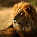 lion of judah wallpapers - wallpaper cave