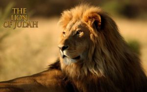 lion of judah wallpapers - wallpaper cave