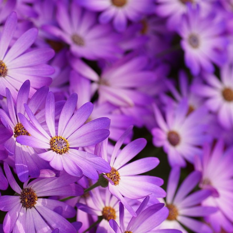 10 New Pic Of Purple Flowers FULL HD 1920×1080 For PC Desktop 2023 free download little purple flowers hd hd desktop background 800x800