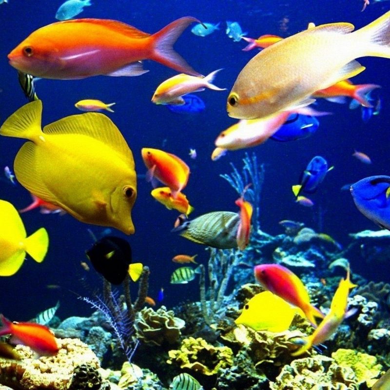 10 Latest Tropical Fishes Wallpapers Hd FULL HD 1080p For PC Desktop 2022 free download lord ganesha wallpapers wallpapers for desktop pinterest fish 800x800