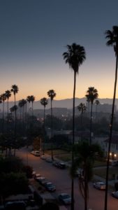 los angeles palm trees iphone | wallpaper | pinterest | palm, los