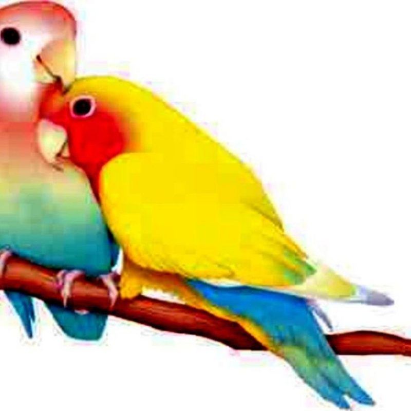 10 Top Images Of Love Bird FULL HD 1920×1080 For PC Background 2023 free download love birds graphic love bird wallpaper background hd for pc mobile 800x800
