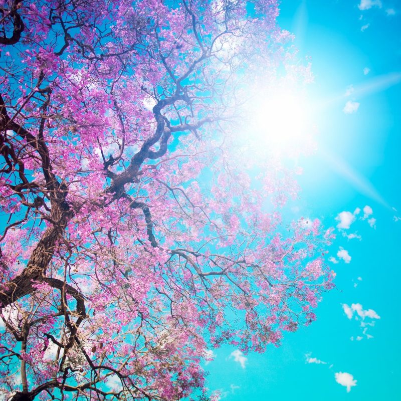 10 Top Cherry Blossom Tree Wallpaper FULL HD 1920×1080 For PC Background 2023 free download low angle photography of cherry blossom tree with blue sky hd 800x800