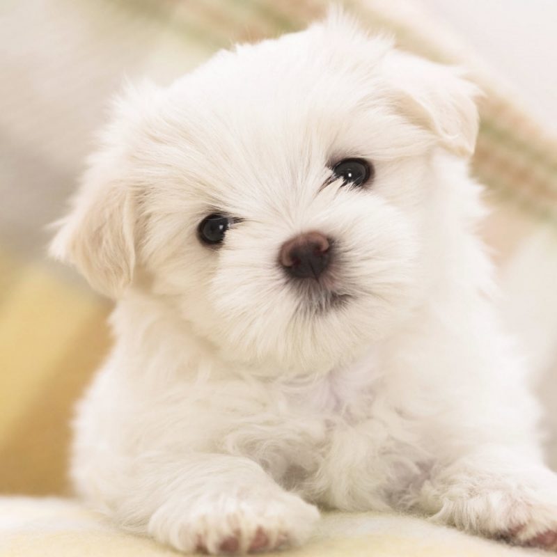 10 Top Puppy Wallpapers Free Download FULL HD 1080p For PC Desktop 2022 free download maltese puppy wallpapers in jpg format for free download 800x800