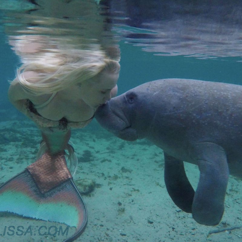 10 Best A Picture Of A Real Mermaid FULL HD 1080p For PC Background 2024 free download mermaid melissa the loving manatees video mermaid melissa rea 800x800
