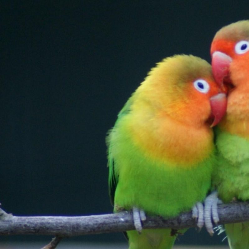 10 Top Images Of Love Bird FULL HD 1920×1080 For PC Background 2023 free download multicolor birds animals parrots love bird wallpaper 39882 800x800