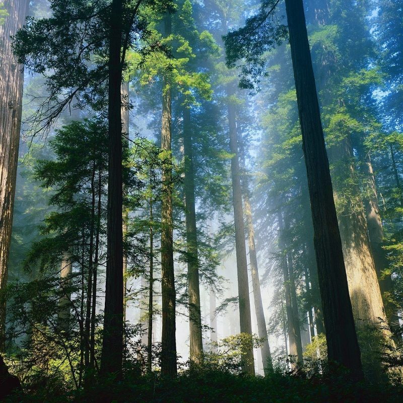 10 Most Popular Pictures Of Redwoods In California FULL HD 1080p For PC Desktop 2024 free download nature coastal redwoods northern california picture nr 39974 800x800
