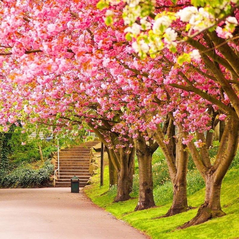 10 Latest Spring Season Wallpaper Hd FULL HD 1080p For PC Desktop 2022 free download nice hd wallpapers from landscapes in the spring season 4 800x800
