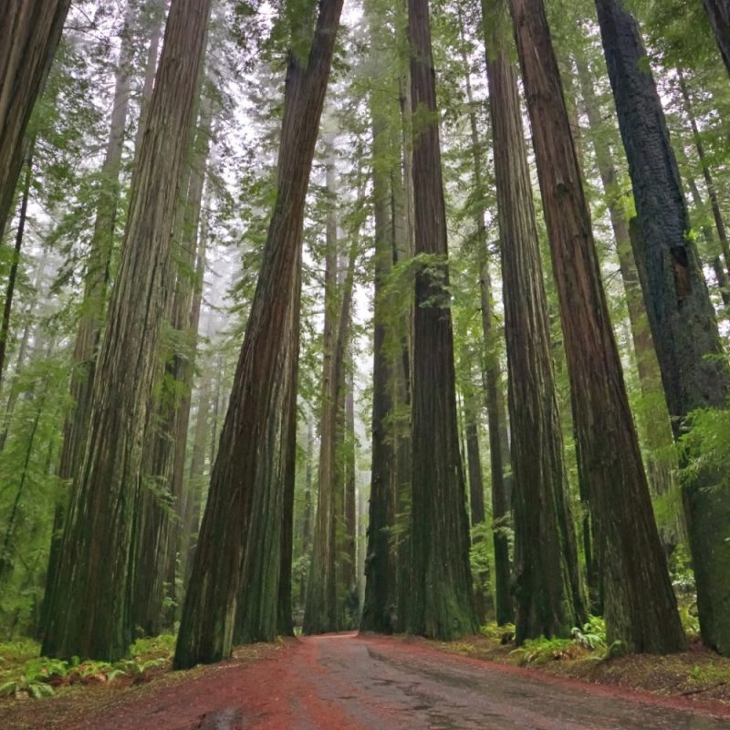 10 Most Popular Pictures Of Redwoods In California FULL HD 1080p For PC Desktop 2024 free download o redwood facebook the intentional workplace 800x800