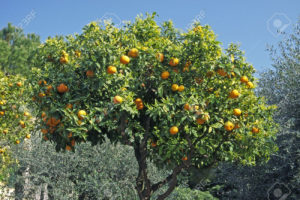 orange tree, diano castello, italy stock photo, picture and royalty