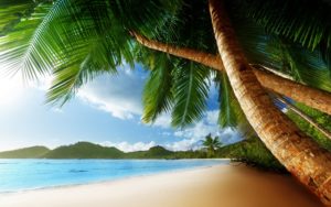 palm tree background 22011 2560x1600 px ~ hdwallsource