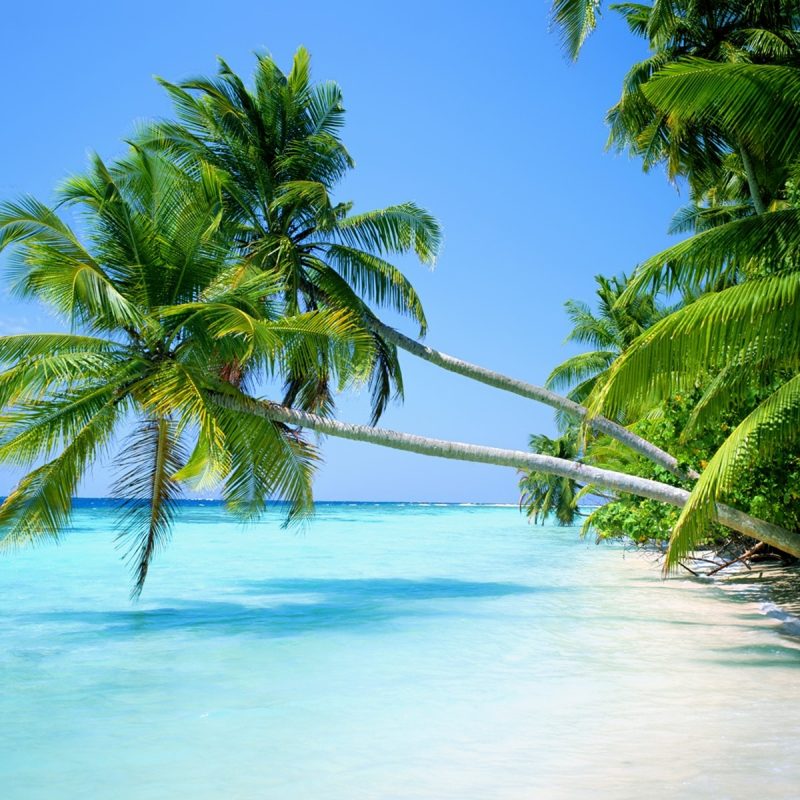 10 Top Beach And Palm Tree Wallpaper FULL HD 1920×1080 For PC Background 2022 free download palm tree beaches sand sea wallpapers 800x800