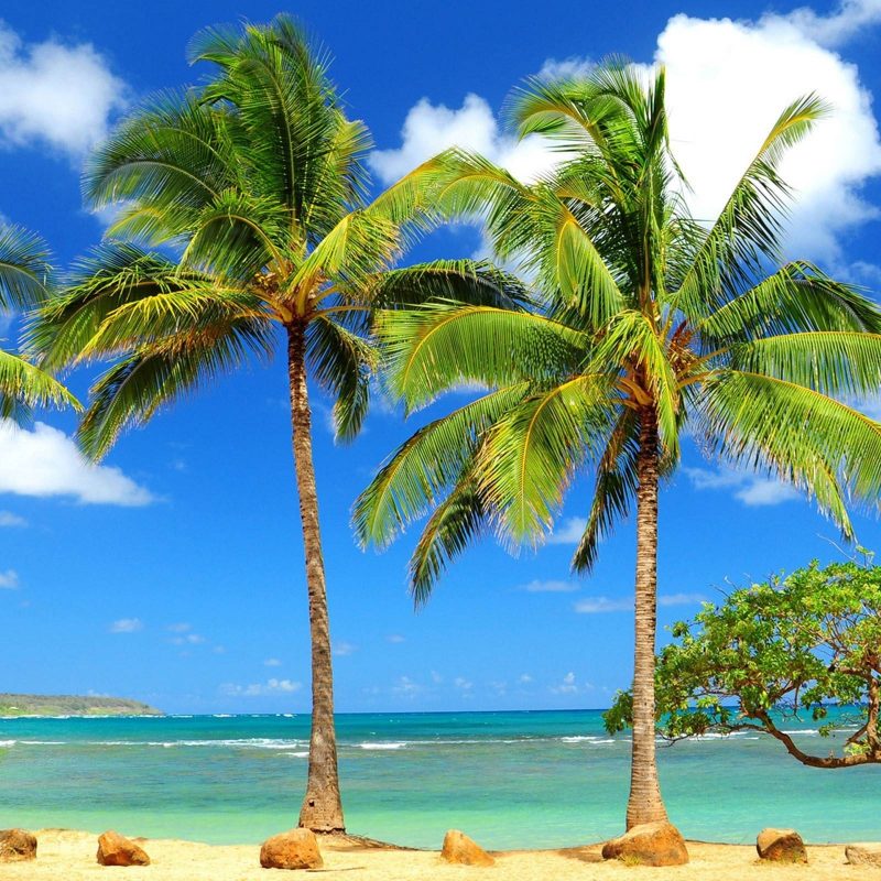 10 Top Beach And Palm Tree Wallpaper FULL HD 1920×1080 For PC Background 2022 free download palm tree wallpapers wallpaper cave 3 800x800