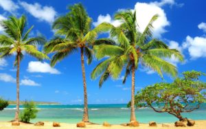 palm tree wallpapers - wallpaper cave