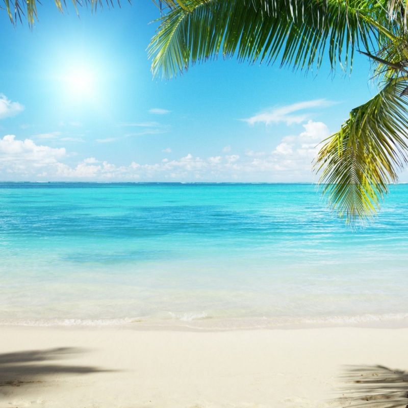 10 Top Beach And Palm Tree Wallpaper FULL HD 1920×1080 For PC Background 2022 free download palm trees beach google search painting pinterest palm trees 2 800x800