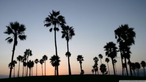 palm trees silhouette ❤ 4k hd desktop wallpaper for 4k ultra hd tv