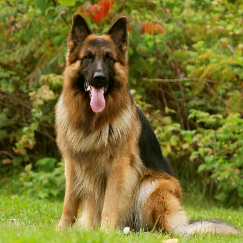 10 Most Popular German Shepherd Dog Images Hd FULL HD 1920×1080 For PC Background 2022 free download pics german shepherd dogs wallpaper 800x800