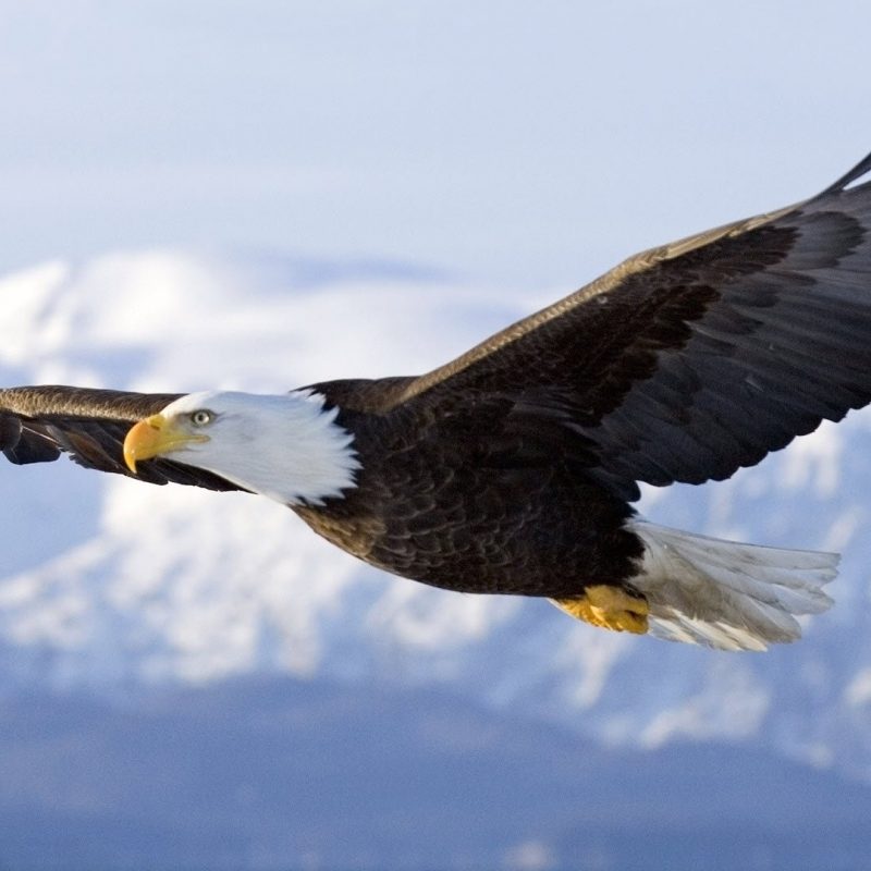10 Best Flying Eagle Wallpaper Desktop FULL HD 1080p For PC Background 2022 free download pictures of eagle flying flying eagle wallpaper 1920x1080 236 kb 800x800