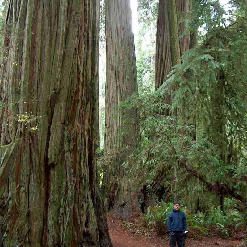 10 Most Popular Pictures Of Redwoods In California FULL HD 1080p For PC Desktop 2024 free download pictures of the redwood forest of california and some of its plants 800x800