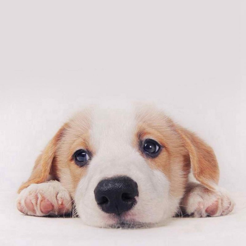 10 Top Dog Wallpaper For Android FULL HD 1080p For PC Background 2022 free download pinalyssa bonifacio on things that make me smile pinterest 800x800