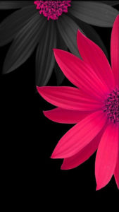 pink #black #flower #wallpaper #background | wallpapers