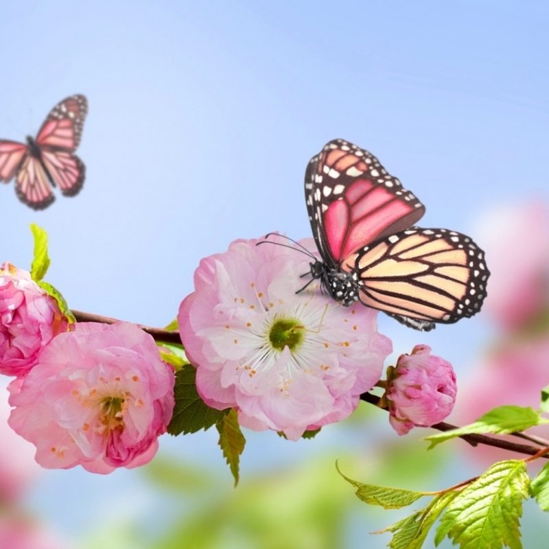 10 Latest Flowers And Butterflies Wallpaper FULL HD 1080p For PC Desktop 2023 free download pink flowers blooms and butterfly wallpaper butterflies 800x800