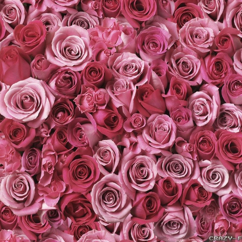 10 Most Popular Pink Rose Desktop Wallpaper FULL HD 1080p For PC Background 2022 free download pink rose wallpapers 2 crazy frankenstein 800x800