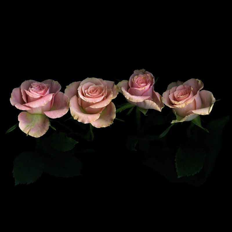 10 Latest Roses On Black Background FULL HD 1080p For PC Background 2023 free download pink roses on black background photographphotographmagda indigo 800x800