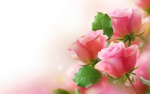 pink roses wide background wallpaper - download hd pink roses wide