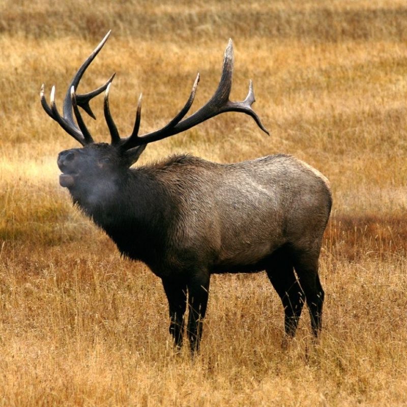 10 Top Rocky Mountain Elk Wallpaper FULL HD 1920×1080 For PC Background 2023 free download pix for monster bull elk wallpaper elk pinterest bull elk 800x800