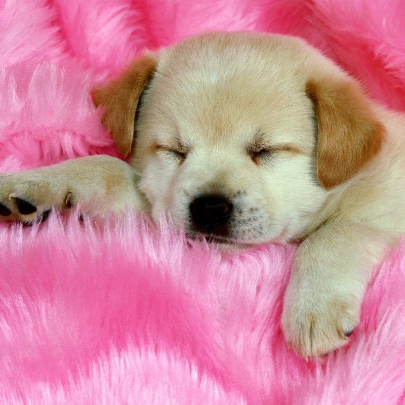 10 New Cute Puppies Wallpapers Free Download FULL HD 1080p For PC Background 2024 free download print puppy pictures free 20 free cute puppy dogs puppies 1 800x800