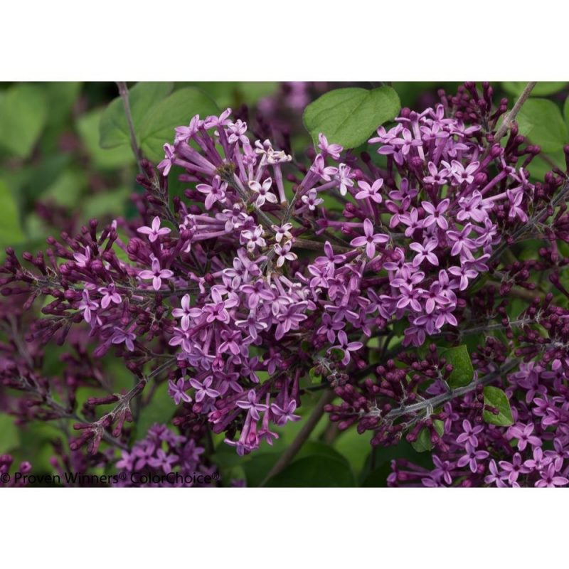 10 New Pic Of Purple Flowers FULL HD 1920×1080 For PC Desktop 2023 free download proven winners 3 gal bloomerang dark purple reblooming lilac 800x800