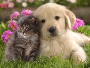 puppies and kittens wallpapers - wallpaper cave